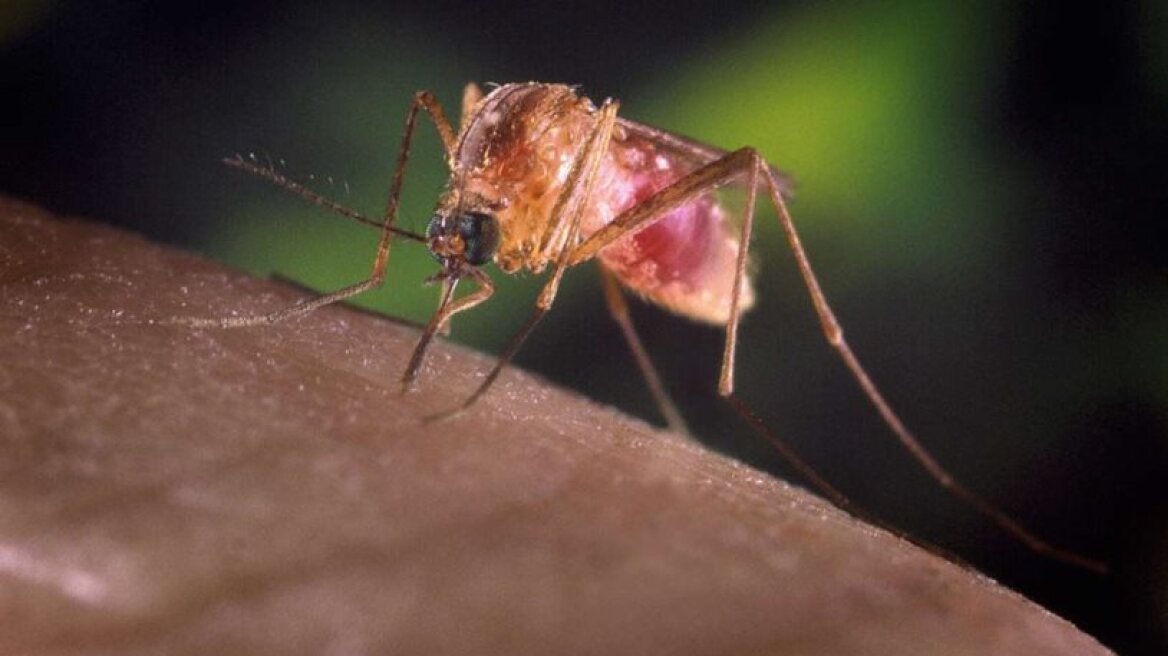 Άκρως ελπιδοφόρο νέο εμβόλιο κατά της ελονοσίας - Παρέχει προστασία έως 100%